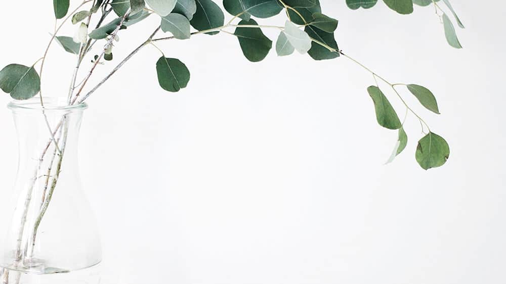 plants on a white background