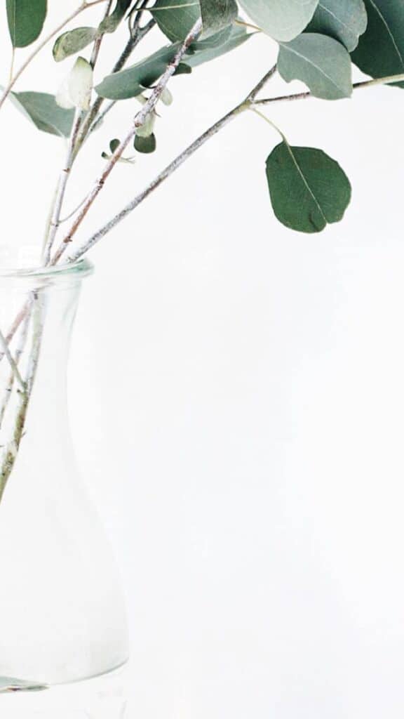 billowing plant on a white background