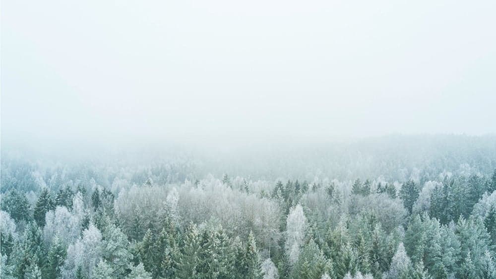 wintery snow covered trees and fog