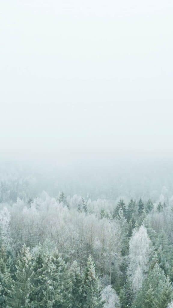 wintery snow covered trees and fog