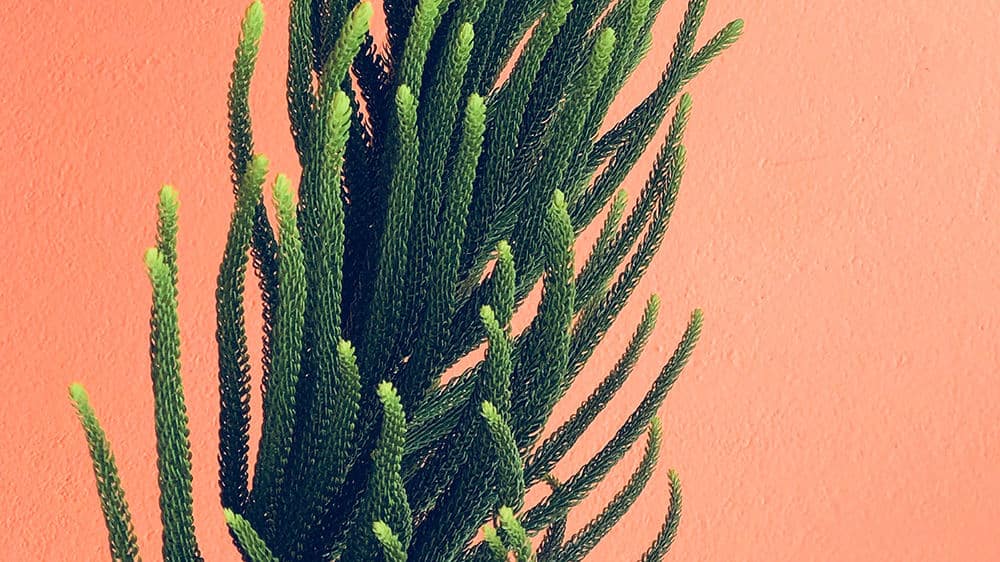 green plant on coral background