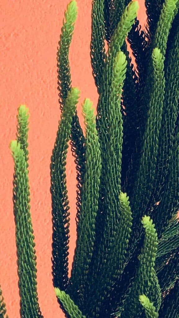 green plant on coral background