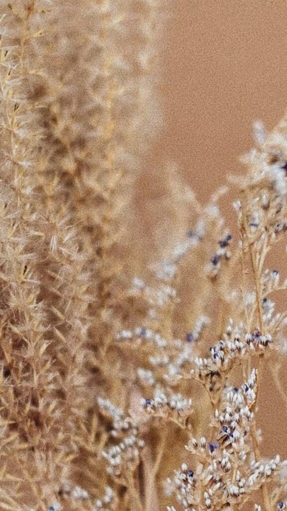 neutral pampas grass and babies breath on neutral background