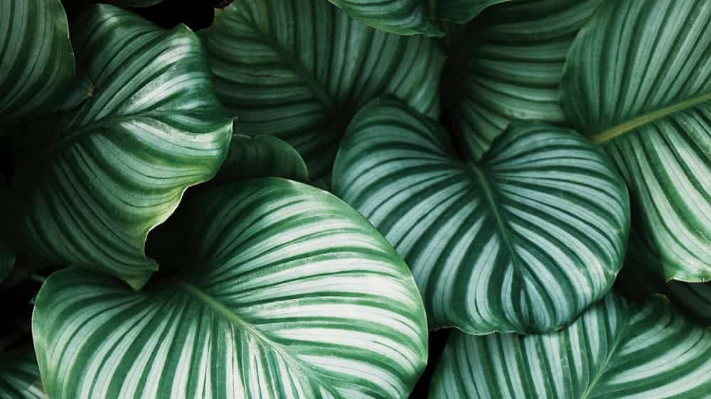 pretty green plants wallpaper background january