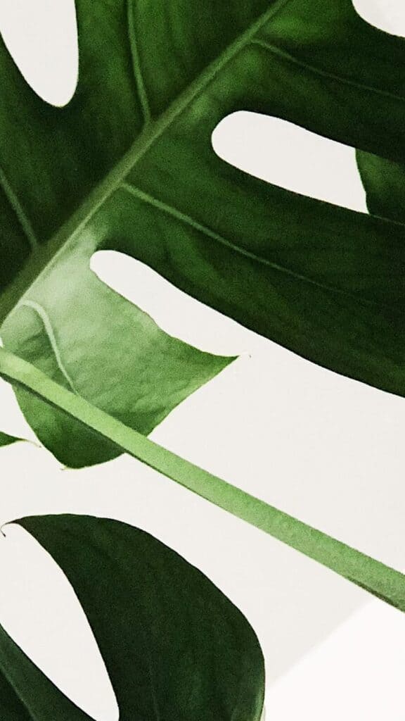 monstera leaves on a white background