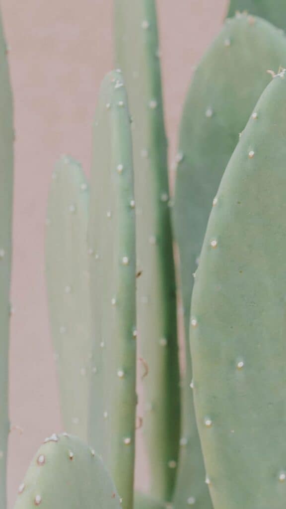 soft green cactus on muted pink background - january wallpapers