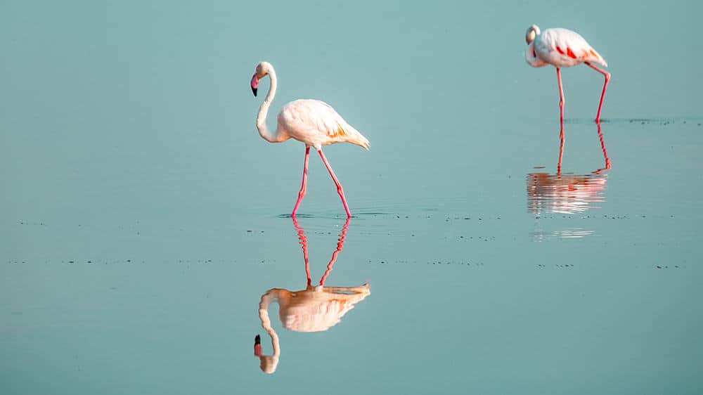 pink flamingos standing in water with reflection