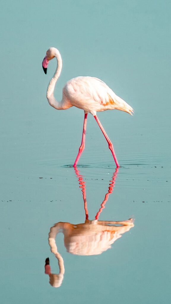 pink flamingos standing in water with reflection