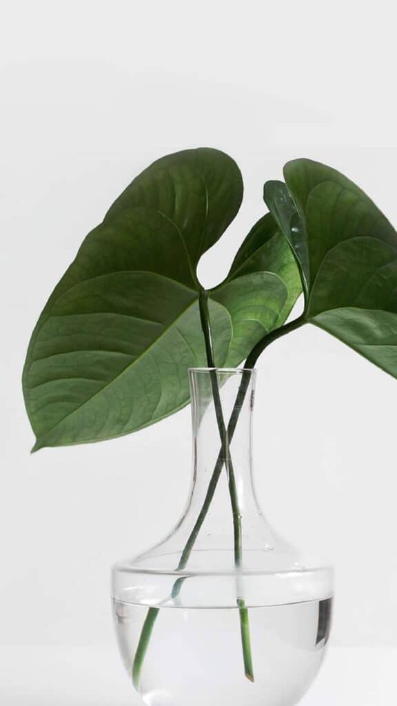 simple propagated plant on white background