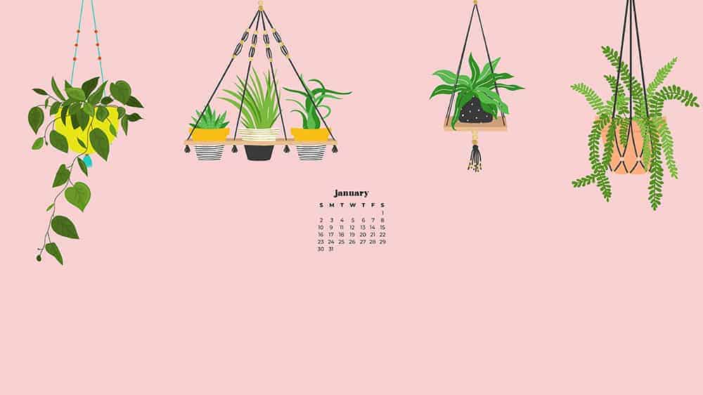 illustrated plants on pink background