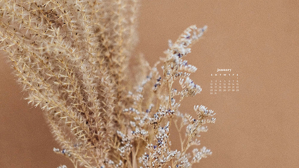 neutral pampas grass and babies breath on neutral background