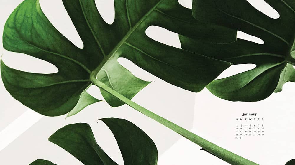 monstera leaves on a white background