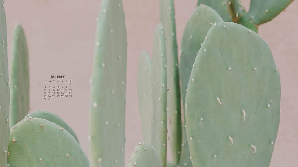 soft green cactus on muted pink background - january wallpapers