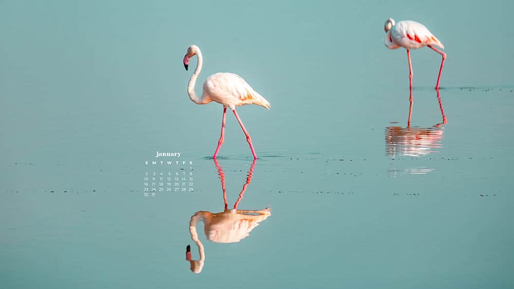 pink flamingos standing in water with reflection