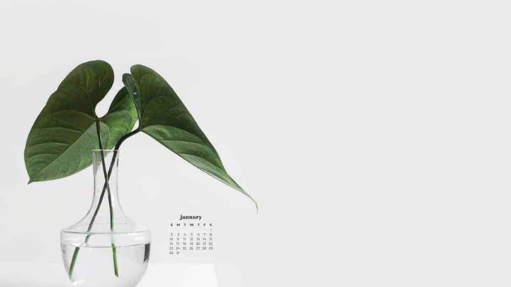 simple propagated plant on white background