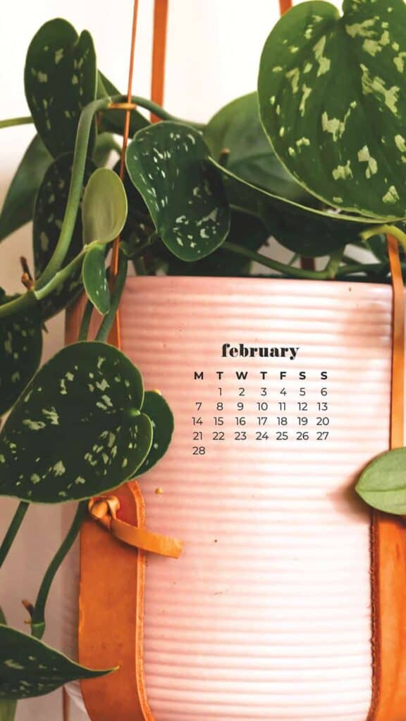 hanging plant in pink pot on white wall