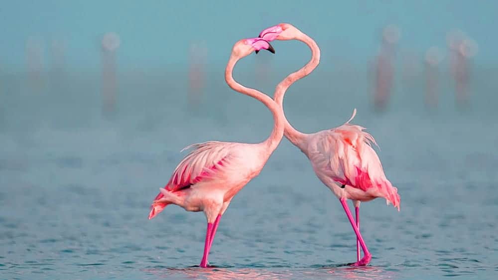 two flamingos in ocean forming heart with neck and beaks