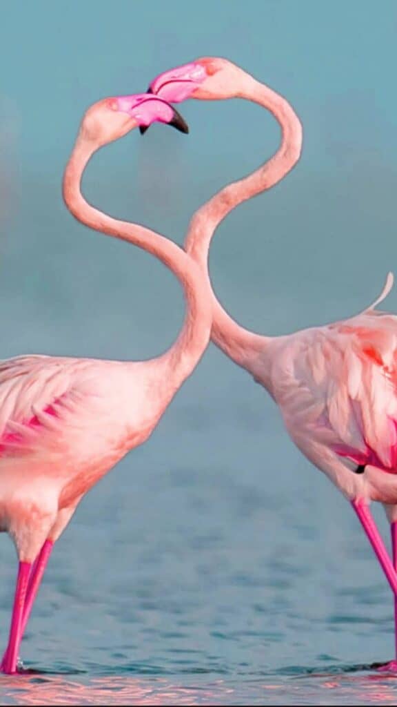 two flamingos in ocean forming heart with neck and beaks