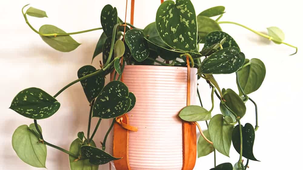 hanging plant in pink pot on white wall