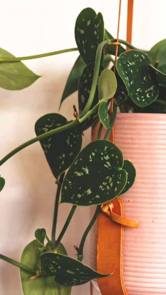 hanging plant in pink pot on white wall