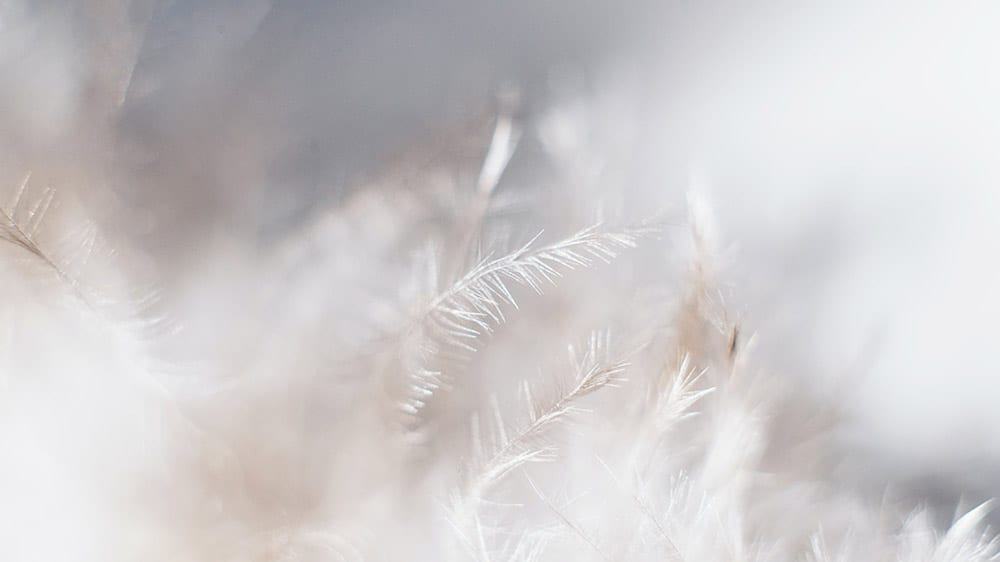 bokeh blurred neutral pampas grass on bright sky background