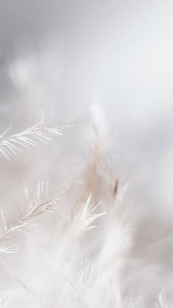 bokeh blurred neutral pampas grass on bright sky background