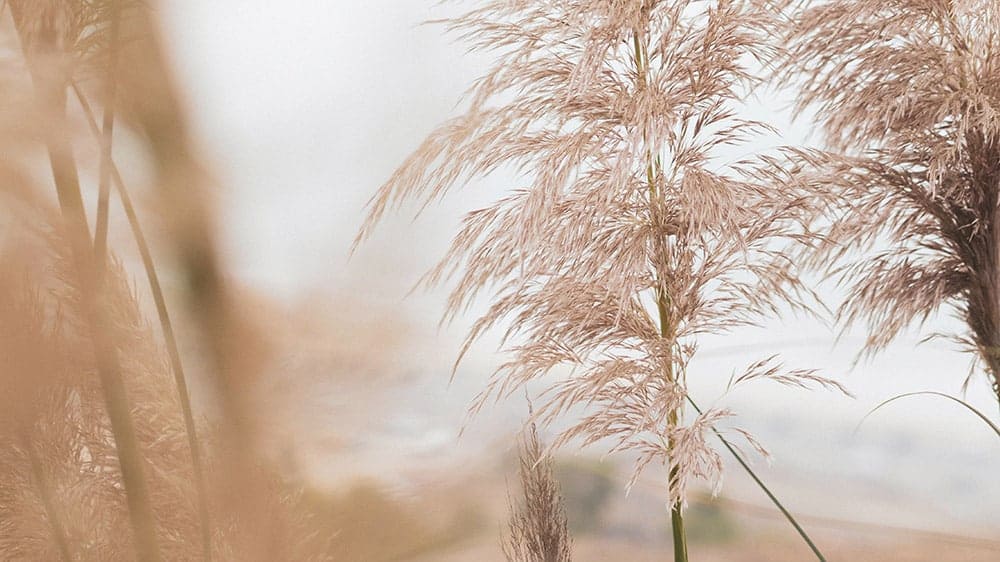 bokeh blurred neutral pampas grass on bright sky background
