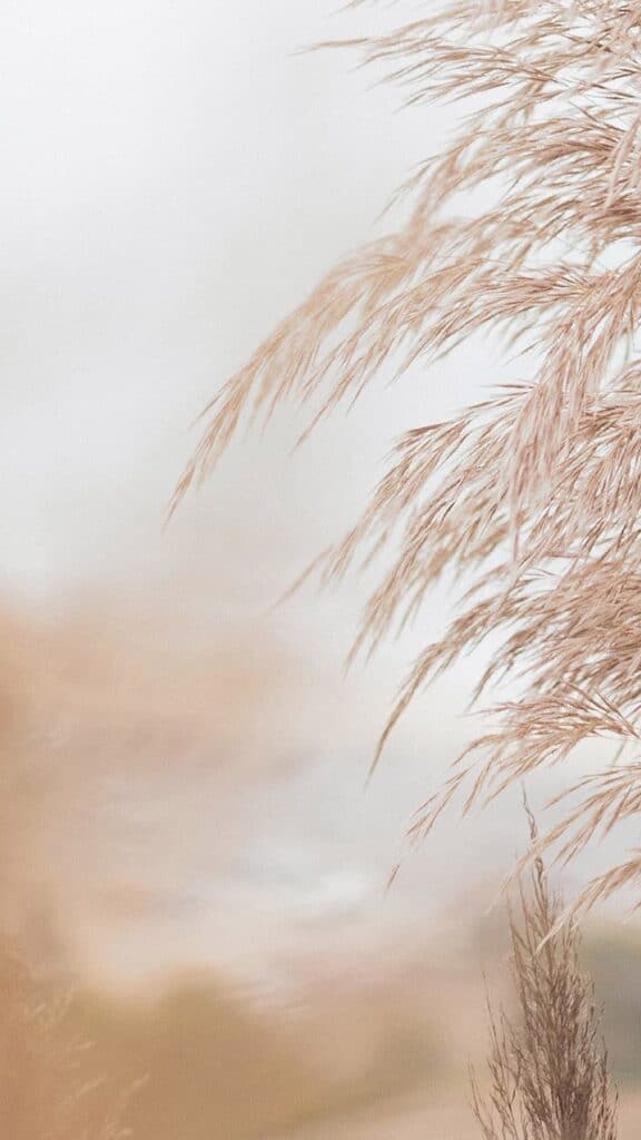 bokeh blurred neutral pampas grass on bright sky background