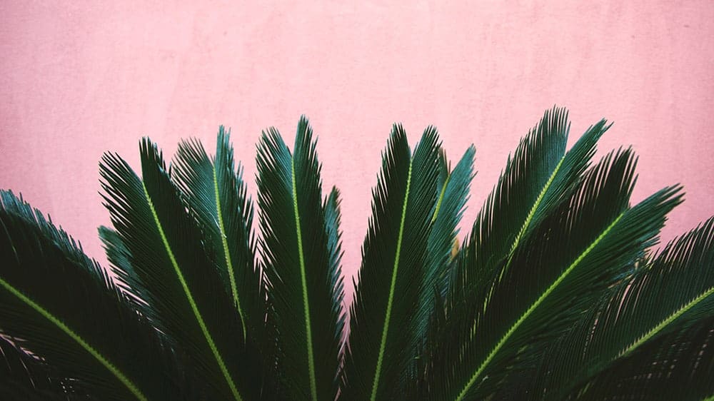 green palm leaf plant on pink wall background