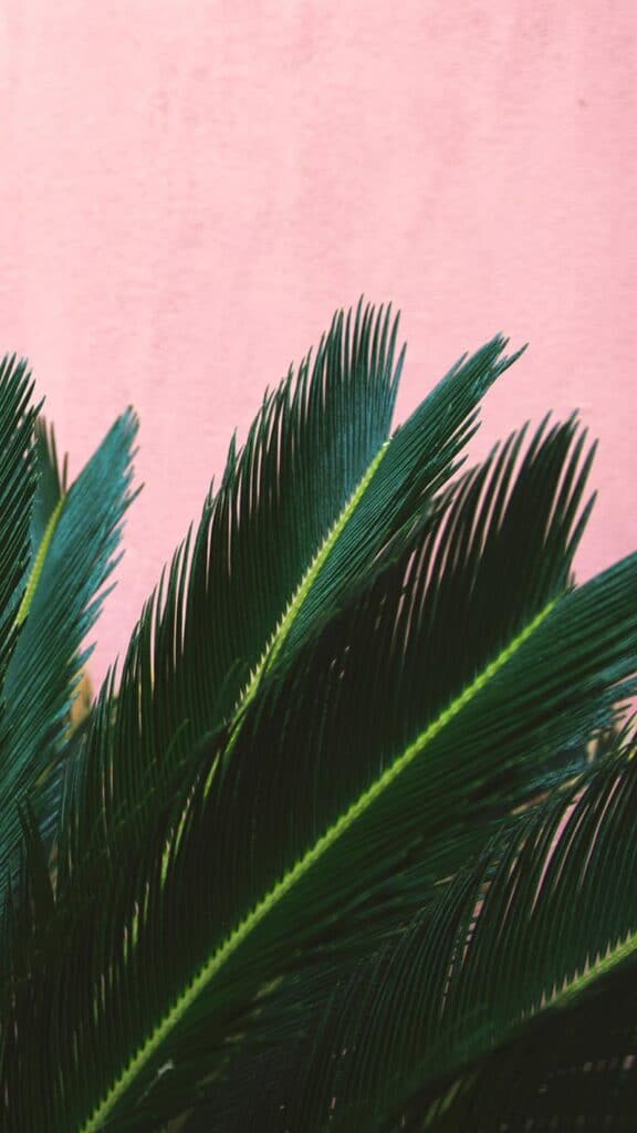 green palm leaf plant on pink wall background