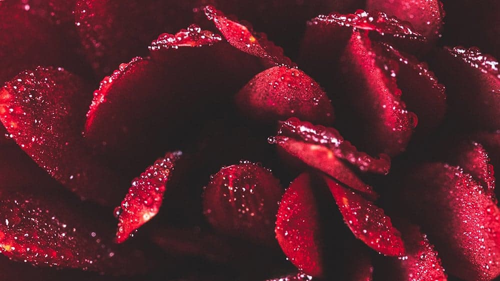 red flower petals with dew close up - February 2022 wallpapers – 50 FREE calendars for your desktop & phone!