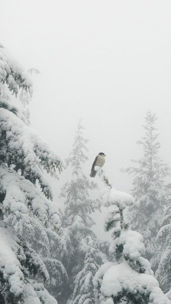 winter snow on evergreen trees with a bird