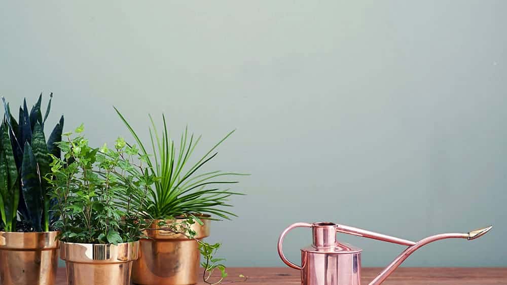 green plants in gold pots with rose gold watering can