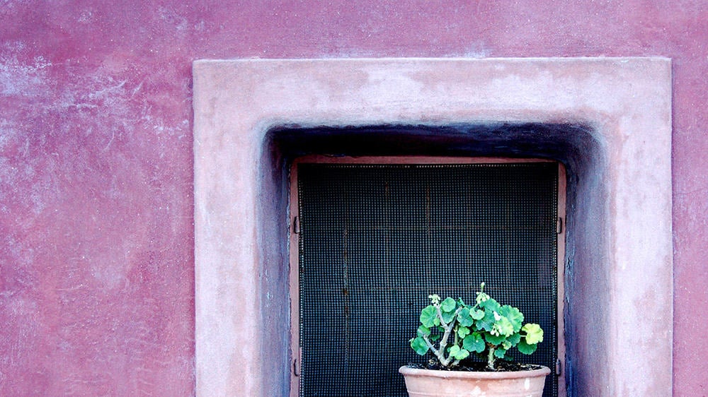 pink stucco wall with cutout and green plant