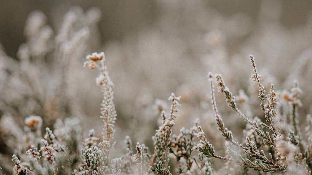 neutral wild flowers on creamy background