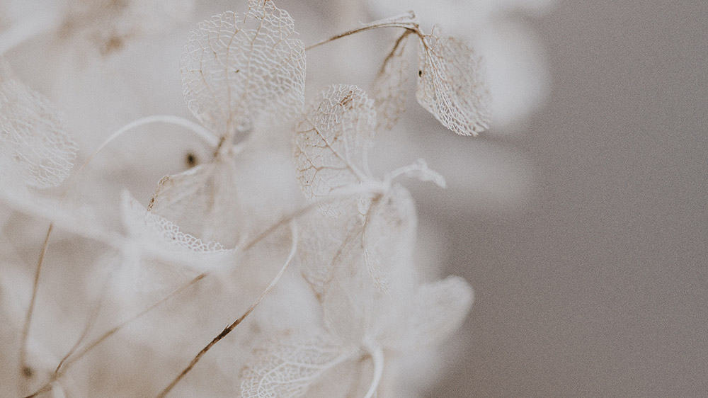 white plants on creamy neutral background