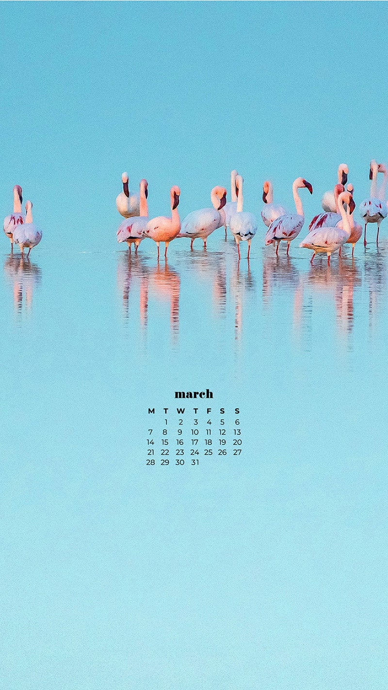 flock of flamingos in blue ocean water - March 2022 free desktop wallpaper