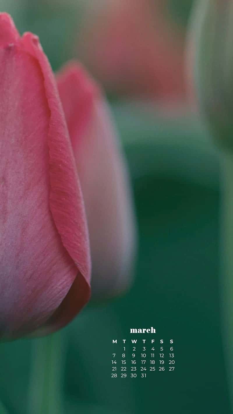 closeup of pink tulips on green bokeh blurry background - March 2022 free desktop wallpaper