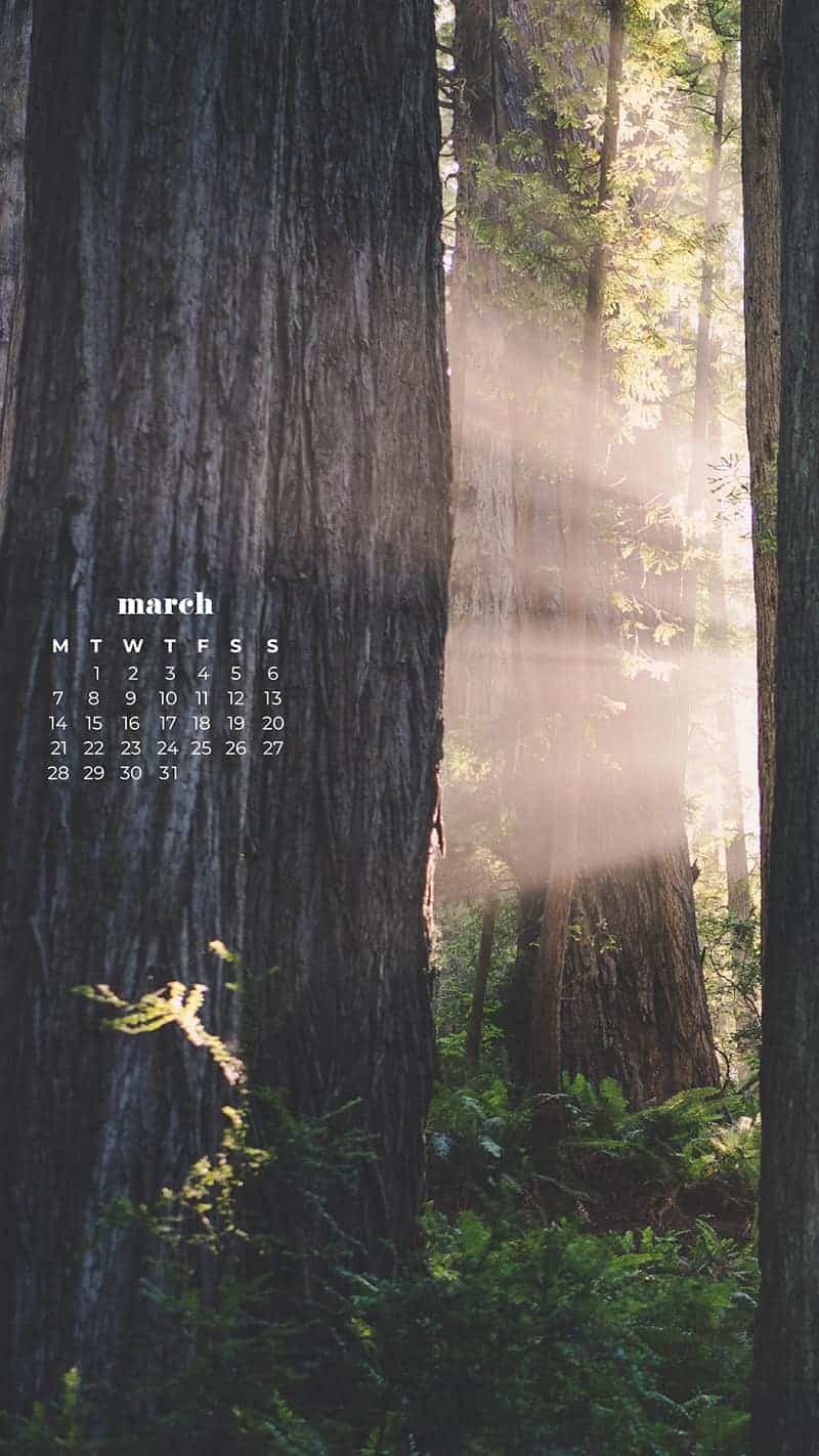 redwood forest at golden hour with light streaks through the trees - March 2022 free desktop wallpaper