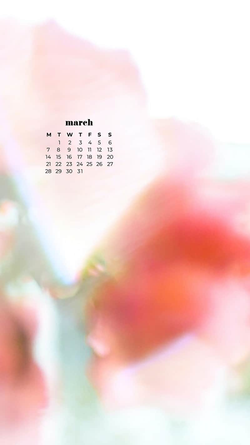 pretty pink flowers in a tree - spring bokeh - March 2022 free desktop wallpaper