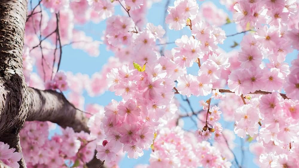 57 FREE MARCH 2022 DESKTOP WALLPAPERS &#8211; DRESS YOUR TECH FOR SPRING!, Oh So Lovely Blog