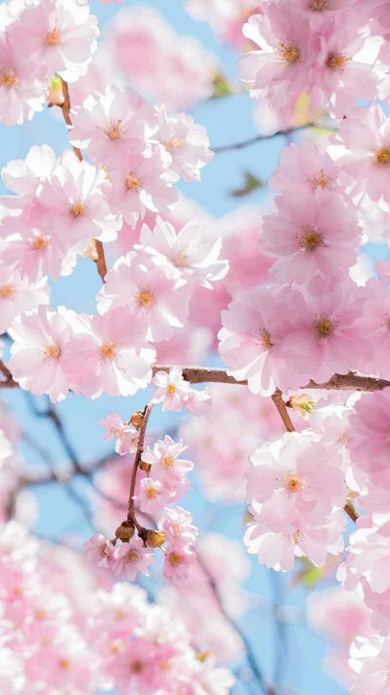 57 FREE MARCH 2022 DESKTOP WALLPAPERS &#8211; DRESS YOUR TECH FOR SPRING!, Oh So Lovely Blog