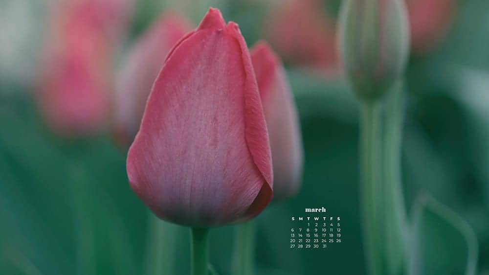57 FREE MARCH 2022 DESKTOP WALLPAPERS &#8211; DRESS YOUR TECH FOR SPRING!, Oh So Lovely Blog