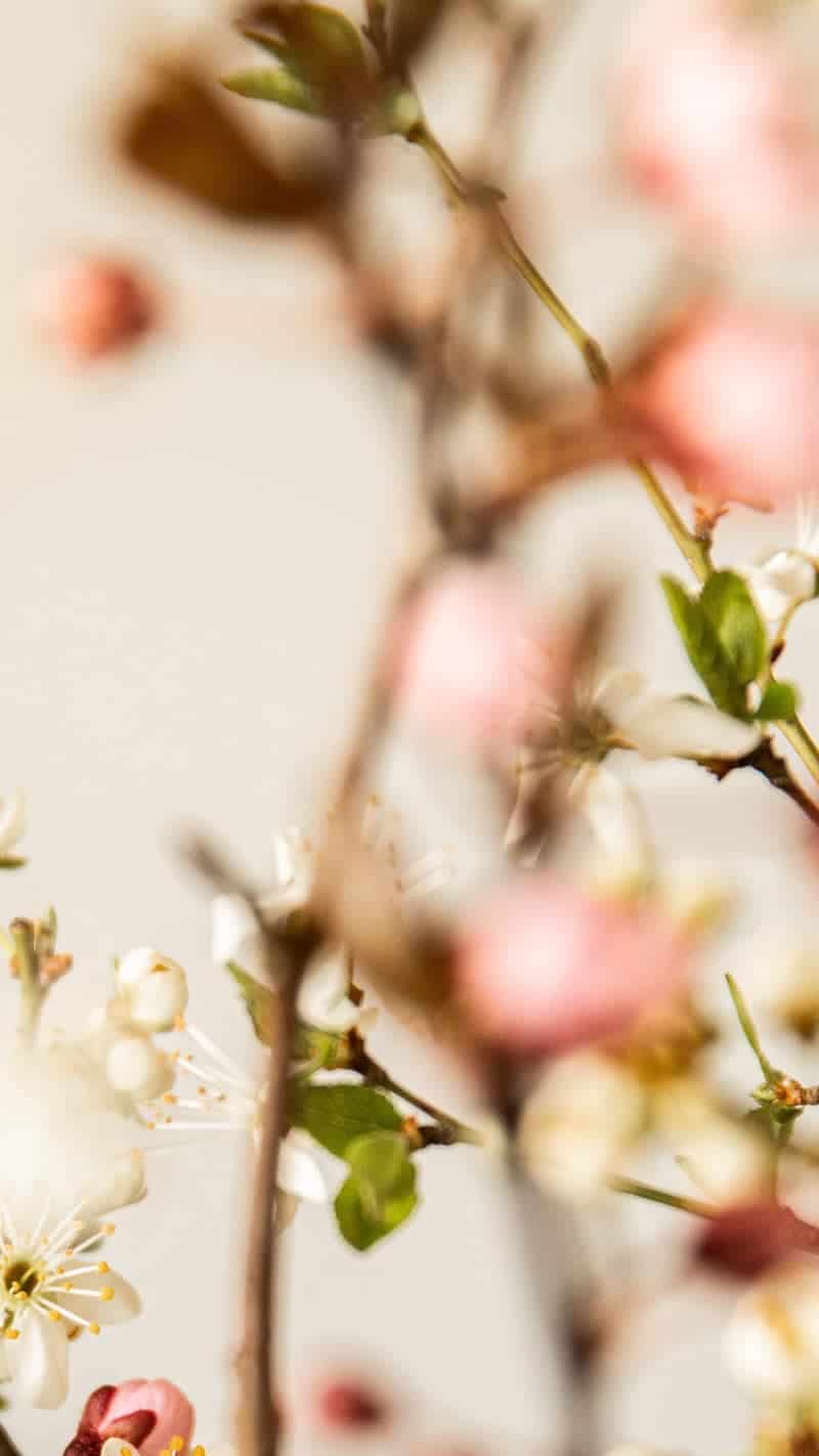 55 FREE APRIL 2022 DESKTOP WALLPAPERS – FRESH DESIGNS FOR SPRING!, Oh So Lovely Blog