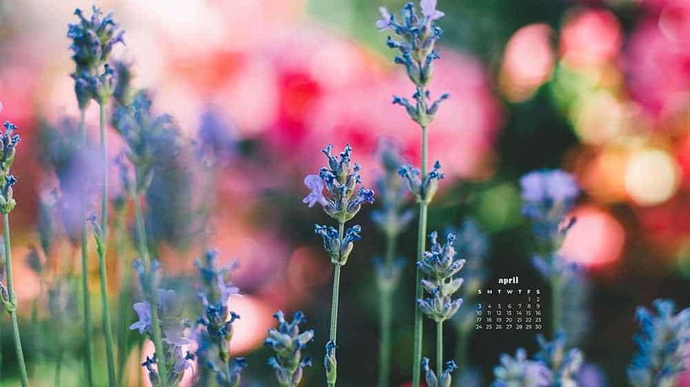 April 2022 - FREE wallpaper calendars in Sunday & Monday starts + no-calendar designs. 55 springy options for both desktop and smart phones!