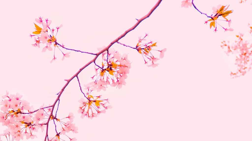 55 FREE APRIL 2022 DESKTOP WALLPAPERS – FRESH DESIGNS FOR SPRING!, Oh So Lovely Blog