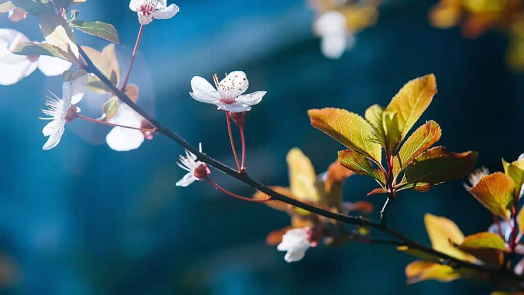 55 FREE APRIL 2022 DESKTOP WALLPAPERS – FRESH DESIGNS FOR SPRING!, Oh So Lovely Blog