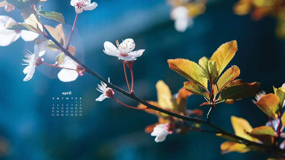 April 2022 - FREE wallpaper calendars in Sunday & Monday starts + no-calendar designs. 55 springy options for both desktop and smart phones!