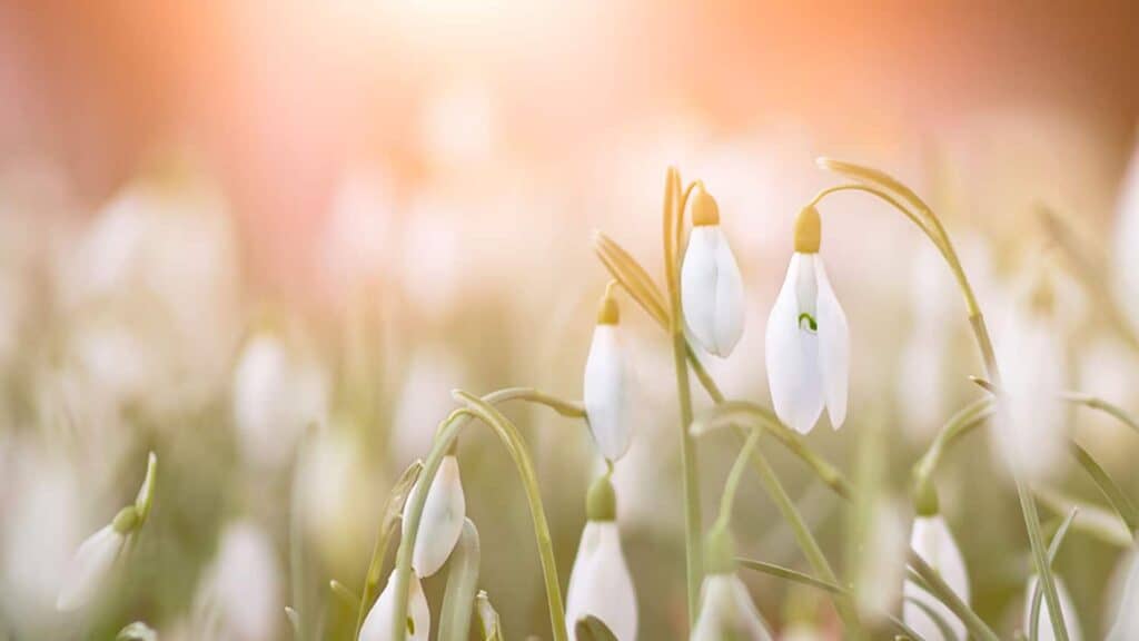 55 FREE APRIL 2022 DESKTOP WALLPAPERS – FRESH DESIGNS FOR SPRING!, Oh So Lovely Blog