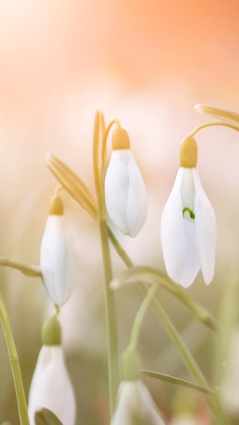 55 FREE APRIL 2022 DESKTOP WALLPAPERS – FRESH DESIGNS FOR SPRING!, Oh So Lovely Blog